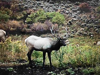 Colorado Elk Hunt and Mule Deer Hunt - Meeker 24