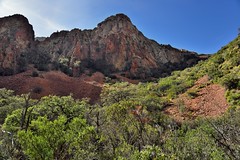 A Hillside of Trees Before a Mountainside of Textures and Colors (Big Bend National Park)