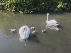 2019 (Day 141 - 21st May): Swan family