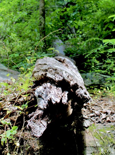 Log fallen on trail, Noccalula Falls, Alabama