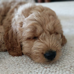 Sabrina's adorable little boy