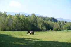 Horses @ Forêt des Bois de Ville @ Walk from Thonon-les-Bains to Yvoire