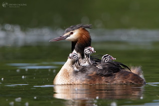 Great crested grebe and chicks
