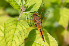 Scarce chaser #2 of 5