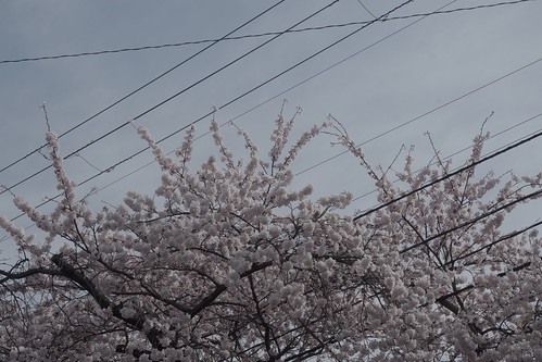 ̂ The memory of sakura