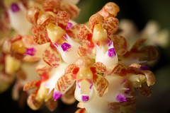 [Luzon, Philippines] Robiquetia ilocosnortensis Calaramo, Cootes & Gaspar, OrchideenJ. 25(1): 41 (2018)