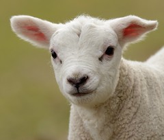 Newborn Lamb Portrait