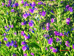 Algete (Madrid) 5.10 flores azules