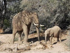 Male elephant with it's calf, an unusual nurturing behaviour (the calf's mother had died) beside the Hoarusib River, Puros
