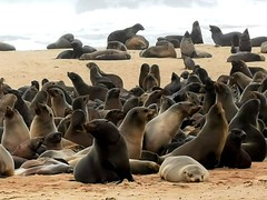 Seal colony at Cape Frio
