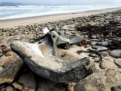 Whale bones were common along the beach near Mowe Bay