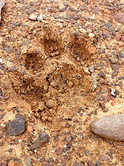 Footprint of an older lioness