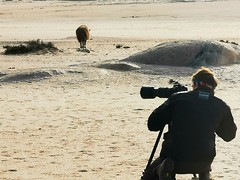 Kas filming the 'Golden Boys', the two Mowe Bay brown hyaenas with golden manes