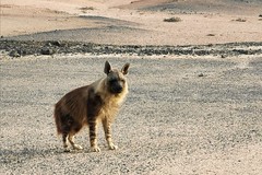Brown hyaena