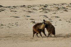 Two brown hyaenas play fighting. Two year olds, Mowe Bay