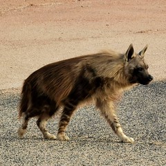 Brown hyaena, Mowe Bay