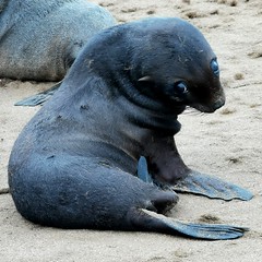 Seal pup, Cape Cross