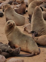 Seal colony at Cape Cross