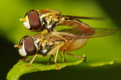 Mating Hoverflies