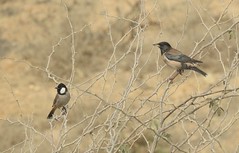 White Cheeked Bulbul and Rosy Starling in Karachi, Pakistan - January 2019