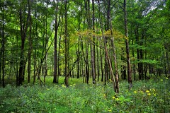 A Setting of Wildflowers and Trees While Walking the Echo River Spring Trail (Mammoth Cave National Park)