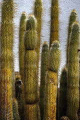 Tucson, Arizona Cactus