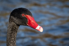 20190608_7065_7D2-400 Black Swan (159/365)