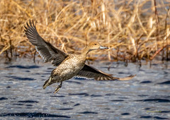 _SLL6523 Female Pintail