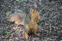 361/365/4013 (June 7, 2019) - Fox Squirrels (and friends) on a Spring Day at the University of Michigan - June 7th, 2019