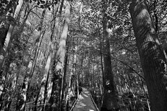 The Boardwalk Loop with Tall Cypress Trees All Around (Black & White, Congaree National Park)