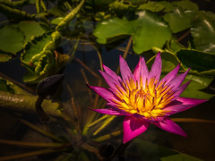 Lotus Blossom, Bang Pa-in