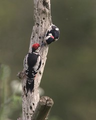 262 of Year 5 - Parent and adolescent woodpeckers
