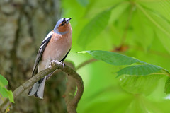 Common Chaffinch (m)