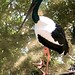 Black neck stork