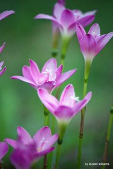 Wild pink flowers by iezalel williams Canon EOS 700D