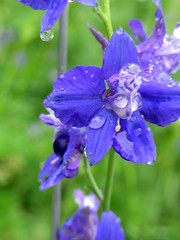 Flowers After A Rain.