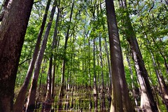 The Waters, Earth and Sunlight That Give Nourishment (Congaree National Park)