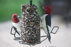 1/366/4018 (June 12, 2019) -Red-Headed Woodpecker (Saline, Michigan) - June 9th-12th, 2019