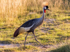 Grey Crowned Crane, Amboseli National Park