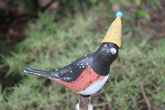 166/365: Birdie in a Party Hat