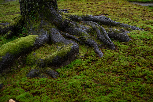 roots and moss