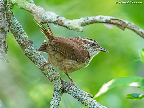 Carlina Wren (Juvenile, Photo Lifer) • <a style="font-size:0.8em;" href="http://www.flickr.com/photos/59465790@N04/48085268333/" target="_blank">View on Flickr</a>