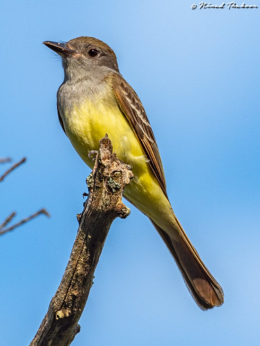 Great Crested Flycatcher (Photo Lifer) • <a style="font-size:0.8em;" href="http://www.flickr.com/photos/59465790@N04/48085269853/" target="_blank">View on Flickr</a>