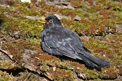 Merle noir - Turdus merula - Blackbird