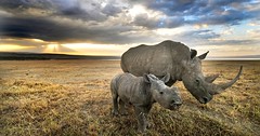 Anglų lietuvių žodynas. Žodis rhinos reiškia raganosiai lietuviškai.