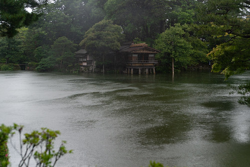 rainy pond