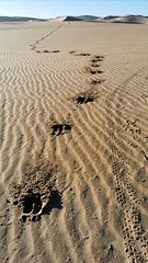Fresh gemsbok footprints