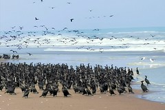Cormorants flocking on the beaches near Meob Bay