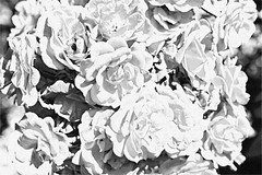 Anglų lietuvių žodynas. Žodis rose1 reiškia  n  rožė (t. p. Anglijos emblema) 2 Rose Roza, Rožė (vardas) 3 pl raudonis; she has roses in her cheeks jos skruostai žydi kaip rožės 4 rožinė spalva 5 roželė, rozetė (papuošalas; t. p. archit.); rose diamond briliantas roželė 6 (dušo, laistiklio) galvutė lietuviškai.