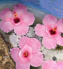 Hawaiian flowers